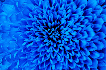 Chrysanthemum blue closeup. Macro. It can be used in website design and printing. Also good for designers.
