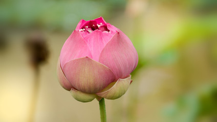 Lotus Flower Queen of the Tropical.lotus flower in the garden.