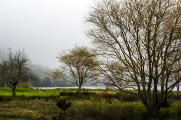 Obraz premium Beautiful trees on volcanic Lagoon landscape