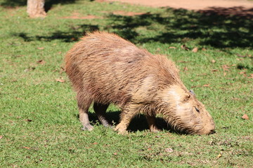 capivara brasil