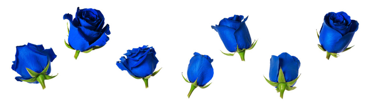 Fototapeta Set of seven beautiful blue rose flowerheads with sepals isolated on white background.