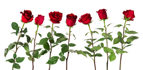 Beautiful vivid red roses on long stems with green leaves arranged standing in one row. Isolated on white background. - 204105233
