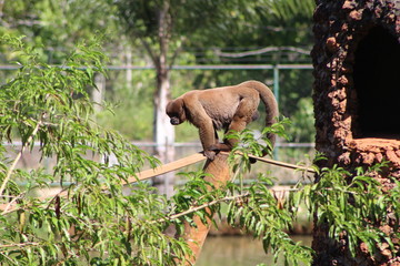 macaco zoológico