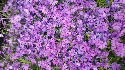 Obraz premium Printemps en France, Spring in France, 