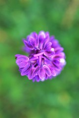 Fototapeta premium beautiful orchis on a blur background