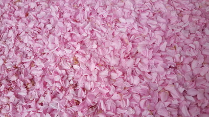 Printemps en France, Spring in France, 