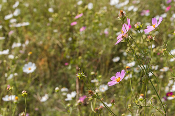 A field of wild Cosmos flowers with a dreamy look and bright light.