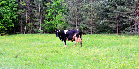 Obraz na płótnie Canvas Cows on green meadow