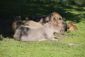 Capybaras Family is lying in the Sun 