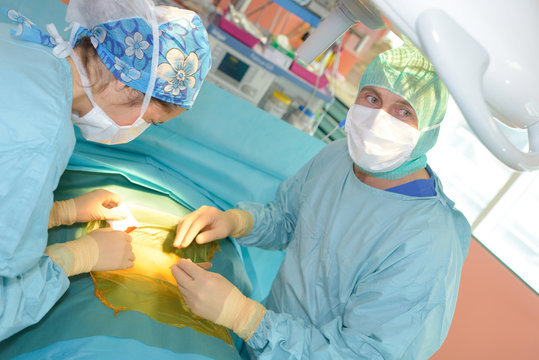 veterinarian surgeons in operating room