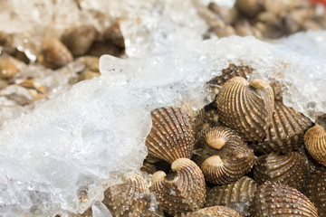 close up of Fresh raw blood cockles at a market in Thailand