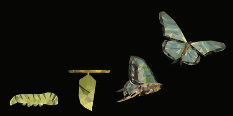 Isolated black background of beautiful natural green abstract low poly butterfly life cycle, represent successful growth, bright future and transformation concept. With empty copy space background.