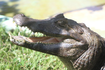 cabeça jacaré crocodilo