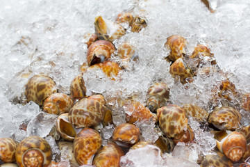 Fish and seafood at a market in Thailand