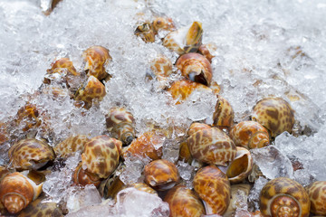 close up of Fresh raw blood cockles at a market in Thailand