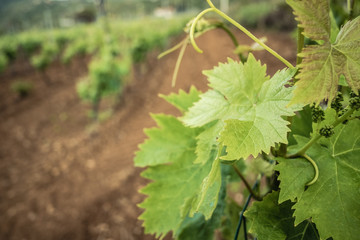 Vineyard. Close-up of vine leaves. Vine cultivation. Sicily, Italy