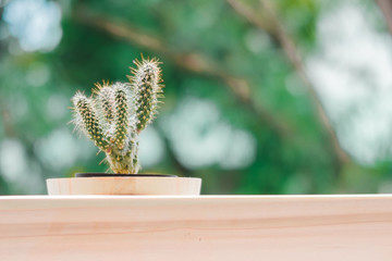 cactus on wooden pot with soft focus and bokeh background