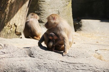 Baboon Mother with her Baby – Hagenbeck – Germany  