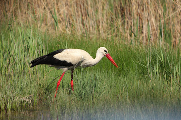 White Stork (Ciconia ciconia) looking for food, in the Danube Delta.