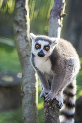 Ring Tailed Lemur