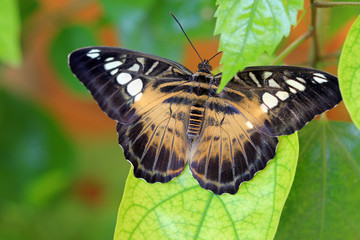 Fototapeta na wymiar Тигровая бабочка (Parthenos Sylvia) крупным планом