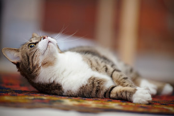 The striped cat with white paws, lies on a carpet.