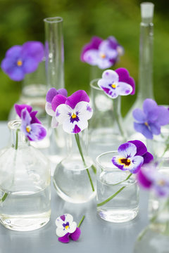 pansy flowers in chemical glassware, table decoration in garden
