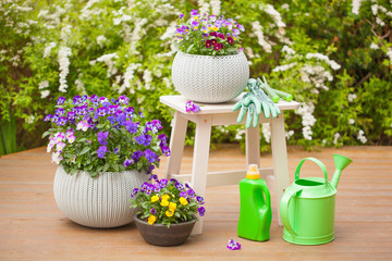 beautiful pansy summer flowers in garden, watering can, tools