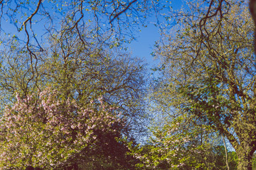 summery tree branches in city park