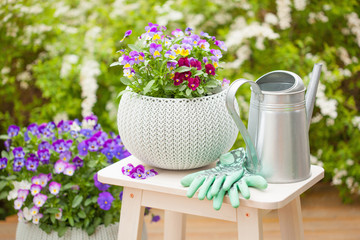 beautiful pansy summer flowers in flowerpots in garden