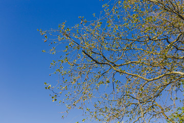 summery tree branches in city park
