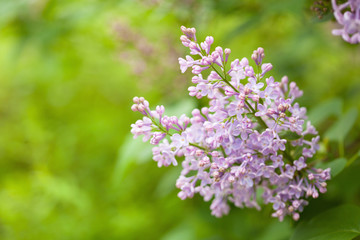 beautiful lilac flowers in garden