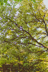 branches of maple trees with pale green and yellow tone