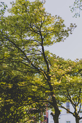 Obraz premium branches of maple trees with pale green and yellow tone