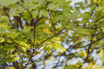 branches of maple trees with pale green and yellow tone