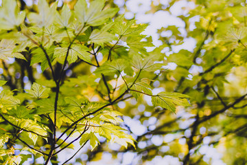 branches of maple trees with pale green and yellow tone