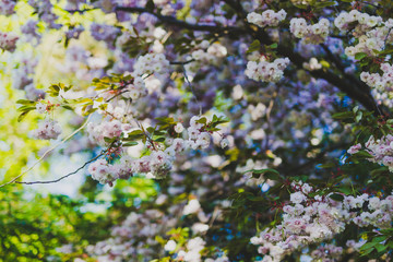 white prunus blossoms on tree branches in city park