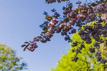 pale pink prunus blossoms on tree branches in city park