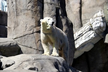 White Polar Bear on the Rock - Hagenbeck – Germany 