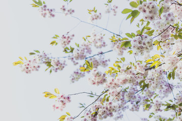 Obraz na płótnie Canvas pale pink prunus blossoms on tree branches in city park