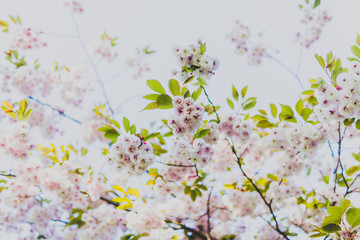 pale pink prunus blossoms on tree branches in city park