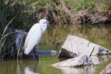 Egret in a pond in the south of France