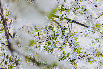 white hawthorn blossoms on tree branches in city park