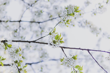white hawthorn blossoms on tree branches in city park