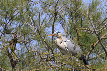 Heron in a tree in the south of France