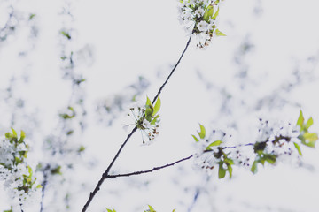 white hawthorn blossoms on tree branches in city park