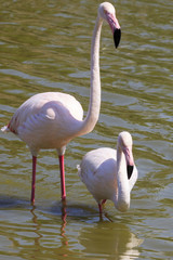 Flamingos in a pond in the south of France