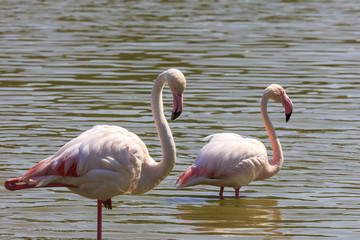 Flamingos in a pond in the south of France