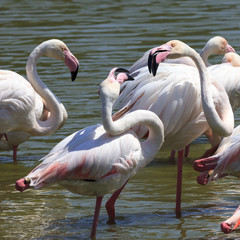 Flamingos in a pond in the south of France