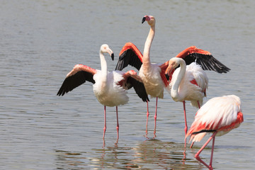 Obraz premium Flamingos in a pond in the south of France